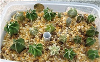 431da364-Astrophytum hybrids.JPG